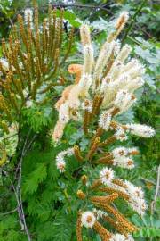 Image result for Entada abyssinica