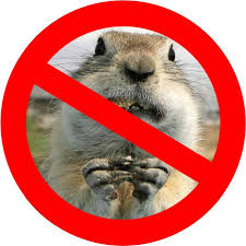 If you have trees that produce nuts or acorns, then rake them up. Do I Need A License To Get Rid Of Ground Squirrels