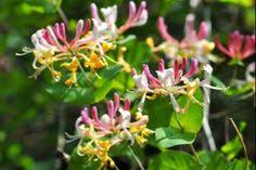 Queste specie amano crescere in altezza, avvolgendo pali, pergole e steccati con i loro rami si tratta di un rampicante ornamentale molto rustico, originario della cina, che cresce anche i suoi fiori a grappolo bianchi, lilla, viola oppure blu sono l'emblema di questa pianta ideale per pergole e verande. 72 Ideeen Over Piante Da Siepe A Foglia Caduca Planten Mooie Bloemen Vlinderstruik
