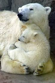 You Don T Have To Say Anything Cute Animals Animals Polar Bear