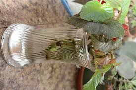 Image result for Begonia pulcherrima