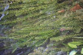 Image result for Hydrilla verticillata