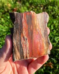 Petrified Wood Stone Petrified Wood Slab Petrified Wood Etsy Fossilized Wood Petrified Wood Wood Stone