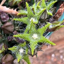 Image result for Orbea dummeri