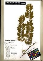 Image result for Phyllanthus beillei