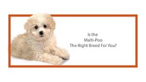 Maltipoo breeders in florida can have different prices for their pups, depending on various factors. Maltipoo Puppies Petland Jacksonville Florida