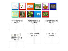 Ya, daun sirih kuning dapat ditemukan di mana saja, bahkan di daerah terpencil atau hutan liar sekalipun! Ask T3 Ciri Ciri Search Dan Sort Resurse Didactice