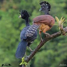 Bird With Colorful Feathers Great Curassow M And F Costa Rica Pet Birds Animals Wild Beautiful Birds