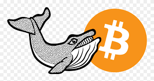 Bitcoin allows anyone to store, send, and receive the network's verifiably scarce currency, btc, independent of central banks, financial institutions, or middlemen. Whale Bitcoin Logo Png For T Shirt Clipart 5656703 Pinclipart