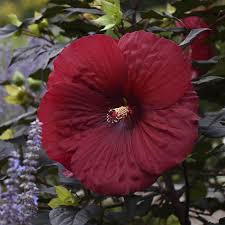 Image result for Hibiscus meyeri