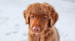 17 Red Dog Breeds Most Popular Breeds With Long Short Red Coats