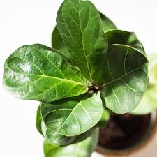 Image result for Ficus muelleriana