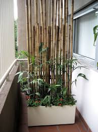 Balkon Sichtschutz Pflanzen Pflanzkuebel Bambusstangen Wand Pinterest Katie Balcony Privacy Privacy Screen Plants Balcony Privacy Screen