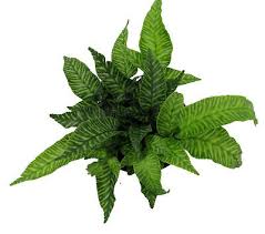 Image result for Coniogramme