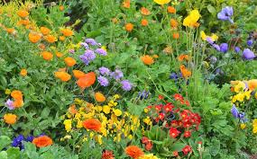 Check spelling or type a new query. Colorful Flowers With Green Red Yellow Orange And Purple By Mw 47 Photo Stock Snapwire