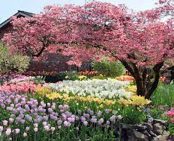Check spelling or type a new query. Flowers Almost Everywhere Beautiful Gardens Flowering Trees Beautiful Flowers