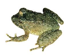 Image result for Strabomantis necerus