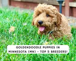 We are a premium breeder of goldendoodles and australian labradoodle puppies. Goldendoodle Puppies In Minnesota Mn Top 5 Breeders We Love Doodles