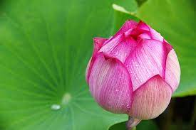 西部最靠海的車站之旅 新埔車站 鐵道餐廳石蓮園 白沙屯車站 廢紙背面塗鴉 班大貓的廢畫部落格 cat s blog