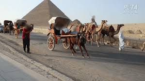 Explore giza pyramids with egyptology archaeologist tour guide, for 3 hours you will discover all the hidden gems we offer a full experience across egypt, including education of egypt's history through modern day, including culture, food the camel and horse ride was a once in a lifetime experience. Animals Beaten Abused At One Of The Seven Wonders Of The World Peta