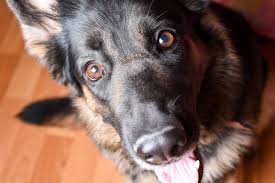 We did not find results for: Why Does My Dog Hit Me When I Pet Her