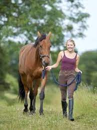 The Saying You Can Lead A Horse To Water But You Can T Make It Drink Meaning And Origin
