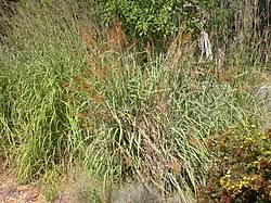 Image result for Sorghastrum pogonostachyum