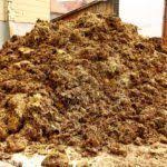Composting Horse Manure How Do I Use Horse Manure As Fertilizer Cow Manure Manure Compost