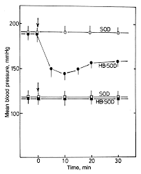 Hypertension And The Pathogenesis Of Atherosclerosis