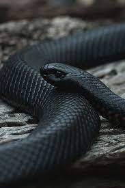 Eastern Indigo Snake Snake Wallpaper Mamba Snake Black Mamba Snake