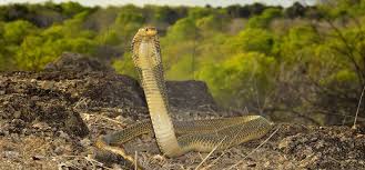10 ular berbisa paling mematikan di dunia, garaga milik panji petualang termasuk belakangan ini viral seekor ular king cobra. 10 Jenis Ular Berbisa Di Indonesia Yang Sering Masuk Rumah Pintarpet