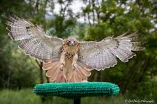 Raptors of Wyoming: Habitats and Homes