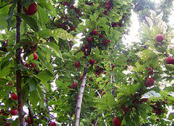 Of course, you may have to contend with some intense heat and other problematic weather issues. Fruit Tree Wikipedia