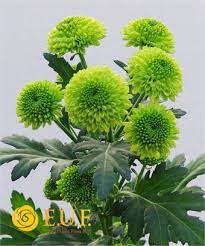 Froggy Chrysanthemum Planting Succulents Chrysanthemum Green Flowers