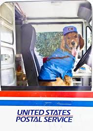 Dog Halloween Costume Mailman Usps Dog Halloween Costumes Funny Dog Pictures Postal Worker Humor