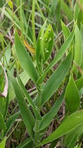 Image result for Rhynchosia torrei