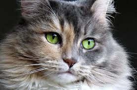 Sometimes we limit the term disease to mean infectious 10. Cat Eye Conditions And Diseases Petmd