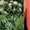 Come abbiamo già anticipato, il panace di mantegazza ha origine nel caucaso, ma è. 1