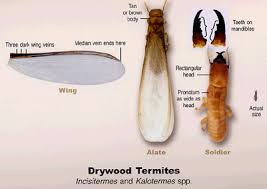How big do rats get? Pest Control Library Termites Turner Pest Control