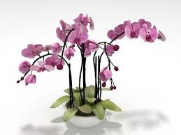 Orchid 3d Model By Design Connected Orchids Design 3d Model