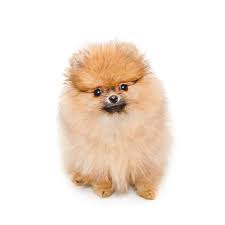 Fluffy Pomeranian Puppy Small Dog Isolated On White Stock Photo Image Of Ginger Adorable 111877488