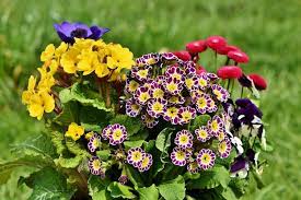 Petunia consigli coltivazione e cura. Fiori Estivi I 10 Resistenti Al Sole Da Piantare In Giardino