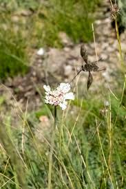 Image result for Chironia laxiflora