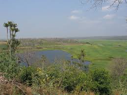 Image result for Zanha golungensis