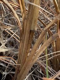 Image result for Rottboellia