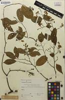 Image result for Securidaca welwitschii