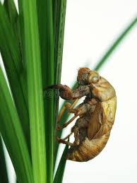 We asked one bug expert all your burning cicada questions. Cicada Muschel An Einem Baum Befestigt Stockbild Bild Von Baum Grun 166877733