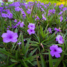 Image result for Gutenbergia rueppellii