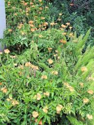 Image result for Crossandra mucronata
