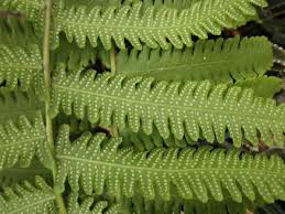 Image result for Thelypteridaceae